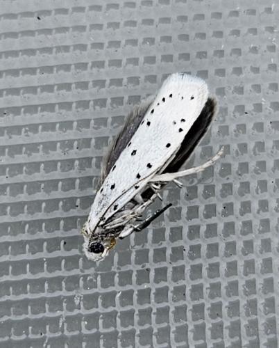 Yponomeuta sp.